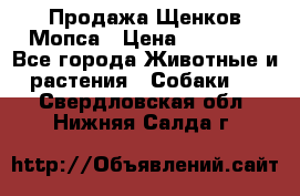 Продажа Щенков Мопса › Цена ­ 18 000 - Все города Животные и растения » Собаки   . Свердловская обл.,Нижняя Салда г.